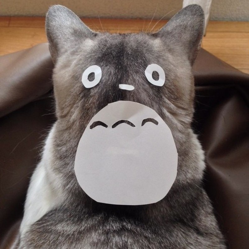 Chet cuoi xem lung meo hoa trang Totoro-Hinh-2